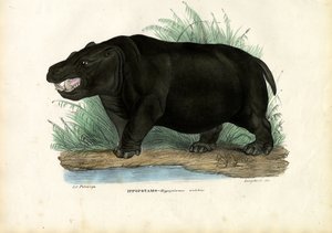 Nijlpaard, 1863-79 door Raimundo Petraroja