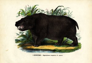 Nijlpaard, 1863-79 door Raimundo Petraroja