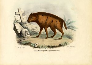 Lachende hyena, 1863-79
