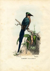 Motmot, 1863-79 door Raimundo Petraroja