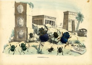 Scarabee kevers, 1863-79