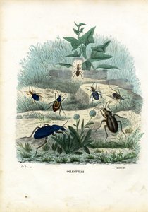 Tijger en loopkevers, 1863-79