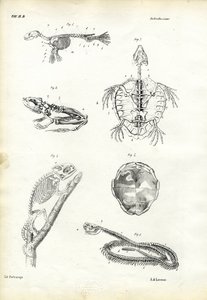 Schildpad, 1863-79