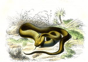 Lansvormige adder (Cophias Lanceolatus) - Plaat uit Natuurlijke Historie door Bernard Germain de Lacepede (1856-1925), editie P.Furme, Parijs door Raimundo Petraroja