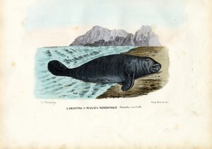 West-Indische Zeekoe, 1863-79