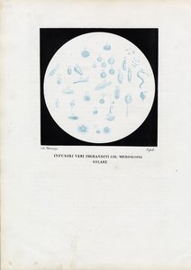 Wiel dier, 1863-79 door Raimundo Petraroja