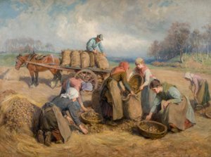 Aardappelverzamelaars, Northumberland, 1903