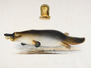 Een vogelbekdier bij een vijver, met een detail van zijn snavel, ca.1820