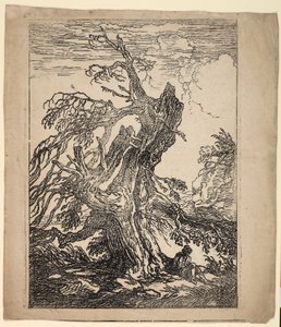 Studie van een boom door Raphael Lamar West