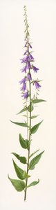 Adenophora soorten (olieverf op papier)