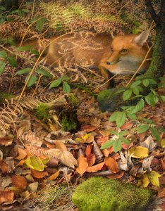Herfst: een vos rustend tussen de gevallen bladeren, 2005 (olieverf op board)