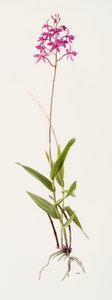 Barkeria skinneri (olieverf op papier)