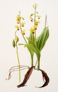 Calanthe tricarinata (olieverf op papier)