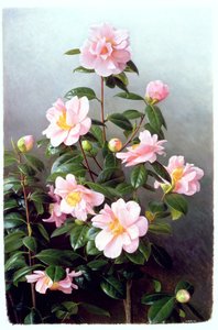 Camellia Japonica variëteit door Raymond Booth