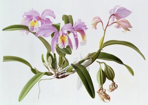 Cattleya Mossiae