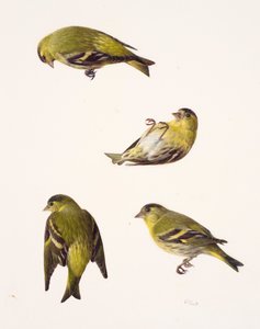 Vier studies van een sijs (olieverf op papier)