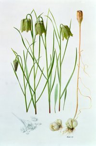 Fritillaria whittallii door Raymond Booth