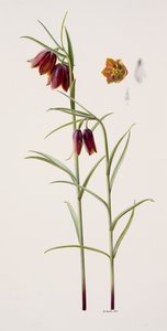 Fritillaria gracilis (olieverf op papier)