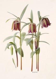 Fritillaria kotschyana