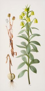Fritillaria pallidiflora door Raymond Booth
