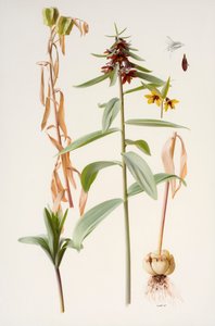 Fritillaria rioolzowii