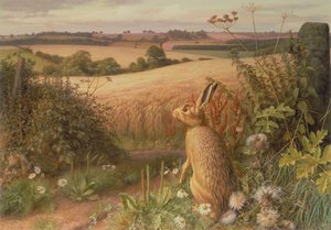 Haas in een veld