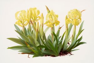 Iris lutescens (olieverf op papier) door Raymond Booth