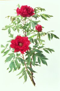 Japanse Paeonieboom door Raymond Booth