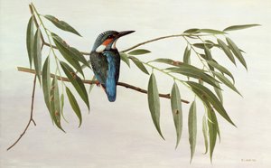 IJsvogel