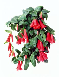 Lapegeria Rosea door Raymond Booth