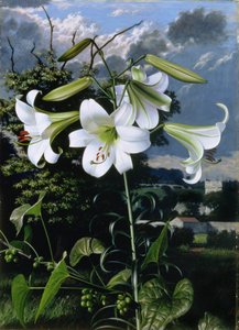 Lilium Smaragd, c.1959 (olieverf op board) door Raymond Booth