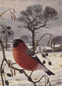 Goudvink door Raymond Booth