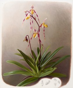 Orchidee