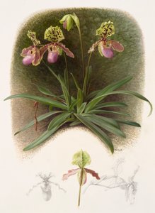 Paphiopedilium henryi (olieverf op papier)