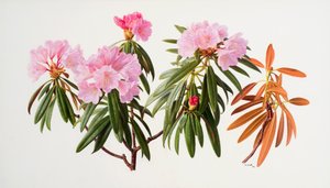 Rododendrons door Raymond Booth