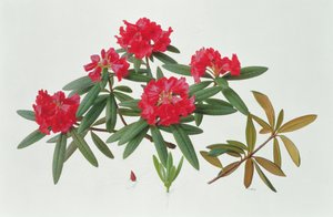Rhododendron Microgynum door Raymond Booth