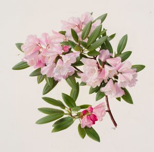 Rhododendron maculiferum anwheiense door Raymond Booth