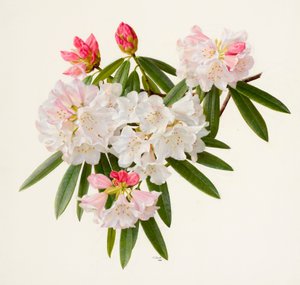 Rhododendron morii (olieverf op papier)