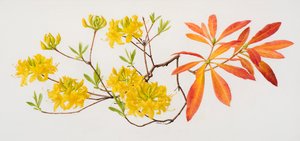 Rhododendron uteum (olieverf op papier)