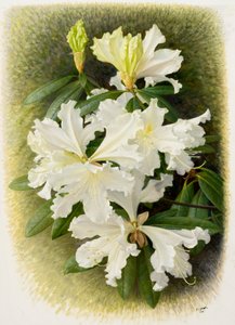 Rhododendron veitchianum, 2004 (olieverf op papier)
