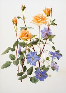 Roos en clematis