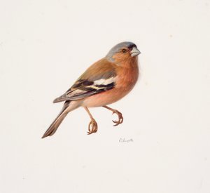 Studie van een vink (olieverf op papier) door Raymond Booth