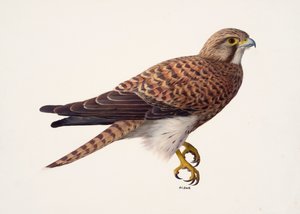 Studie van een vrouwelijke torenvalk (olieverf op papier) door Raymond Booth