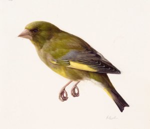 Studie van een groenling (olieverf op papier)