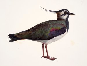 Studie van een kievit (olieverf op papier) door Raymond Booth
