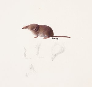 Studie van een spitsmuis (olieverf en potlood op papier) door Raymond Booth