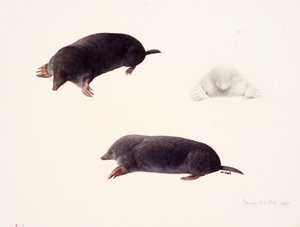 Drie studies van een mol