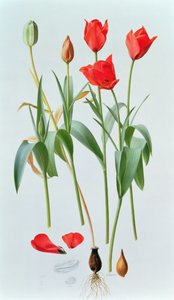Tulp amabilis