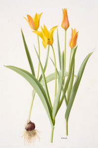 Tulipa ferganica (olieverf op papier)