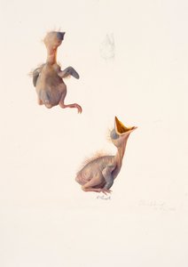 Twee studies van een merelnest door Raymond Booth